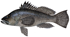 Black Sea Bass