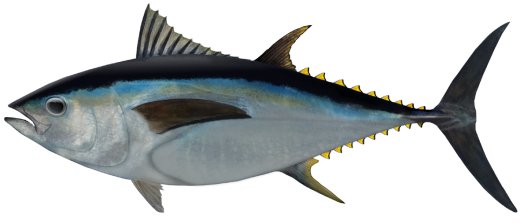 big_eye_tuna.jpg