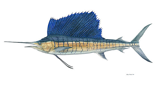 sailfish.jpg