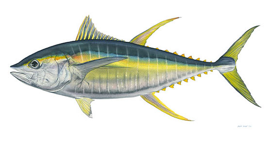 yellowfin_tuna.jpg